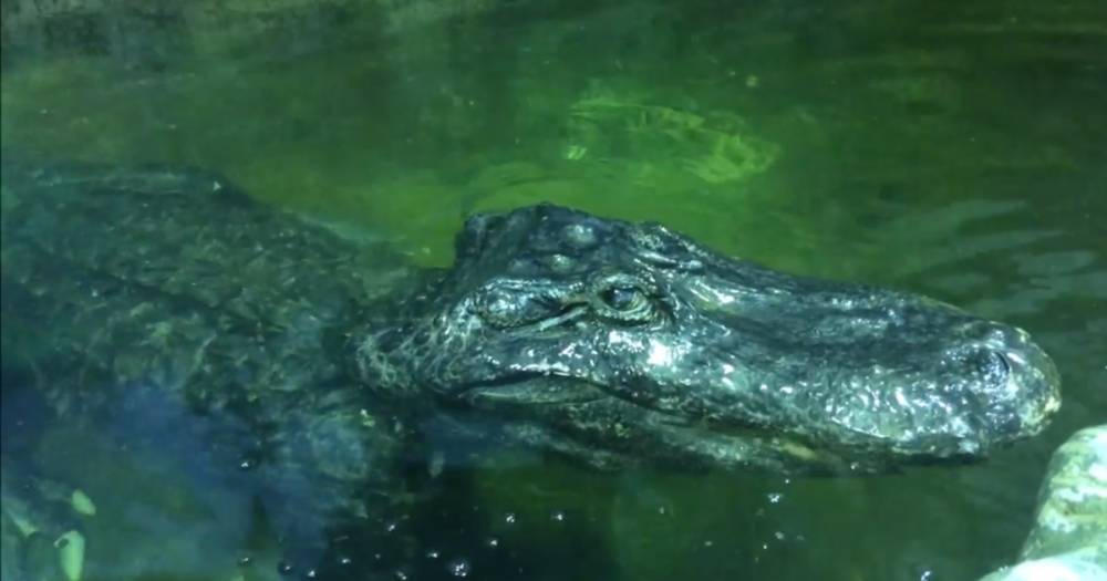 В Московском зоопарке умер аллигатор, привезенный из Берлина после ВОВ