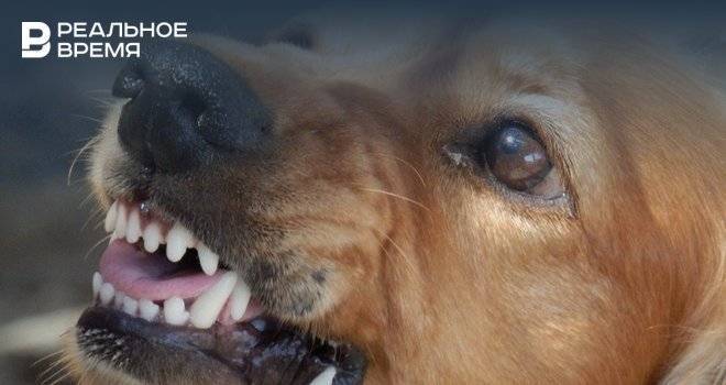 В Казани собака насмерть загрызла 71-летнюю хозяйку