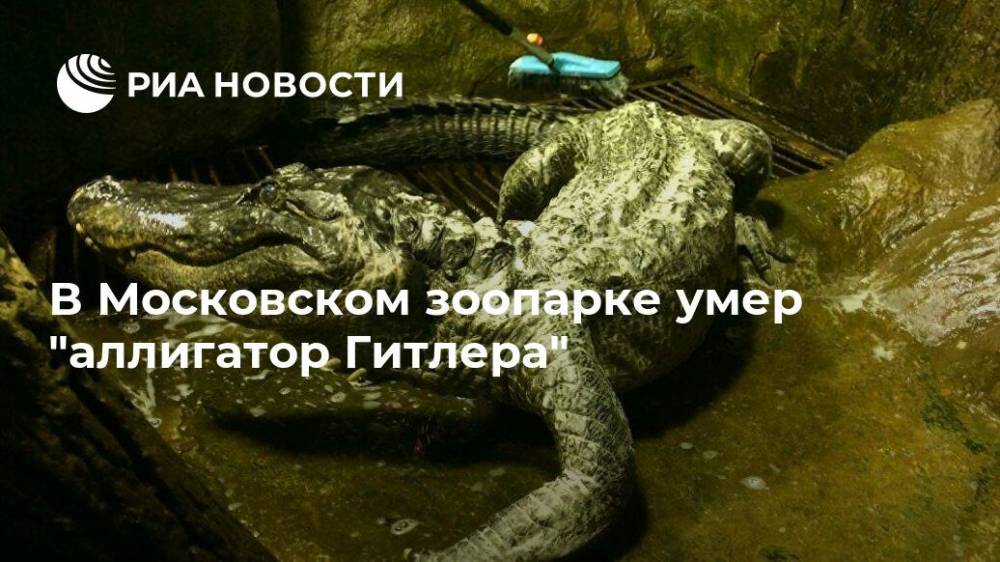 В Московском зоопарке умер "аллигатор Гитлера"