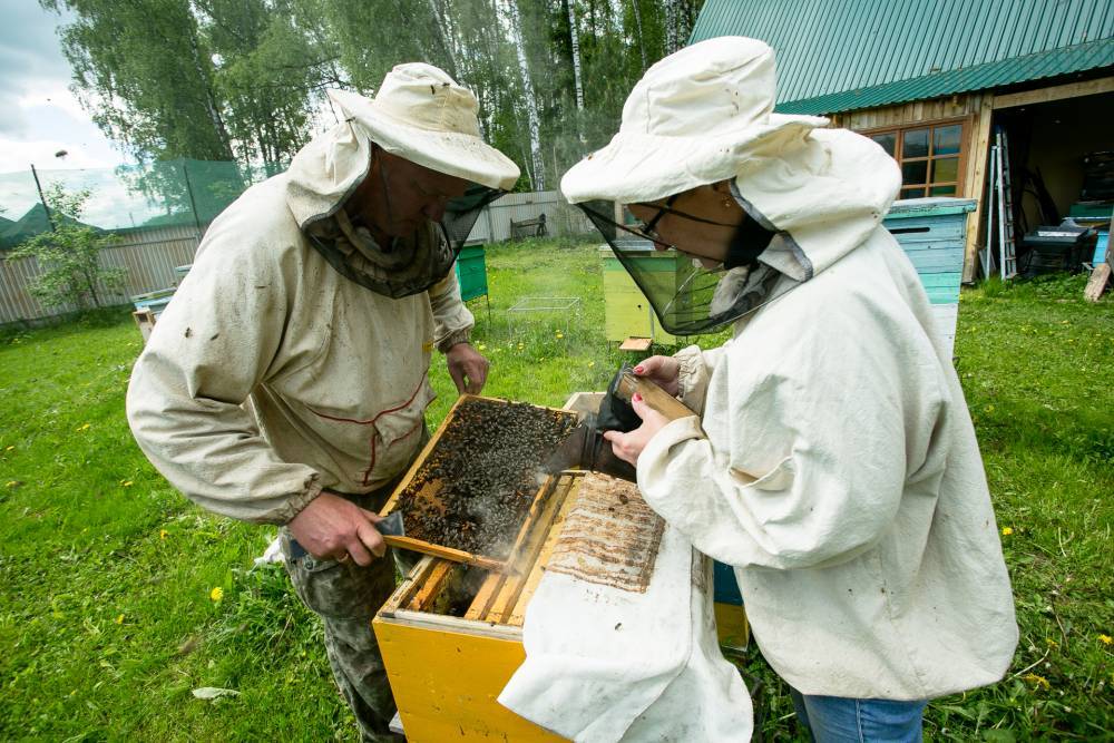 Мосприрода проведет онлайн-лекции о пчеловодстве - vm.ru - Москва - Россия
