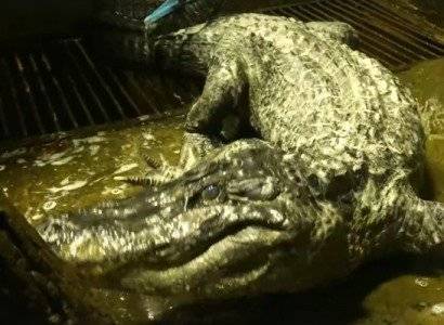 В московском зоопарке скончался «личный крокодил Гитлера»