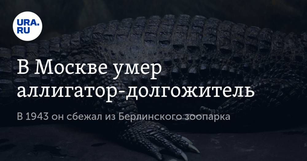 В Москве умер аллигатор-долгожитель. В 1943 он сбежал из Берлинского зоопарка