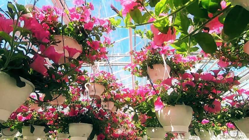 В Санкт-Петербурге вырастили миллион цветов для украшения города к летнему сезону