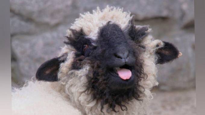 Ленинградский зоопарк поделился фотографиями валлийской овцы