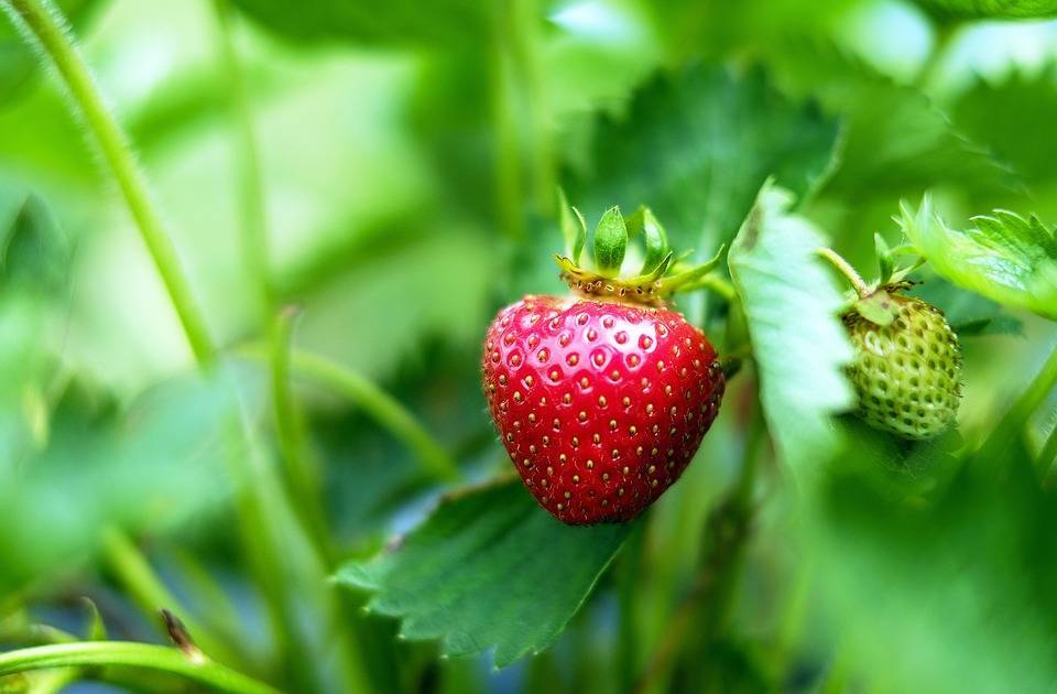 Плодовые и ягодные культуры высадили в Московской области