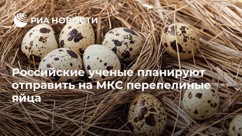 Российские ученые планируют отправить на МКС перепелиные яйца