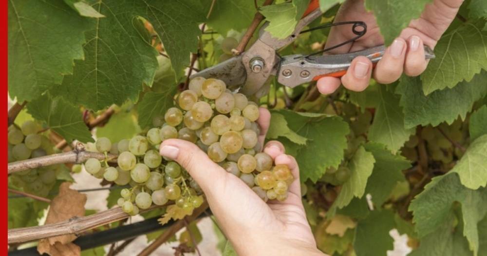 Эксперты спрогнозировали нехватку винограда в России