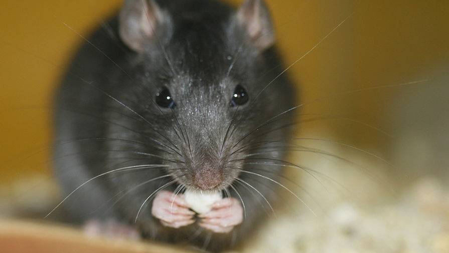 Города США атаковали оголодавшие на карантине крысы