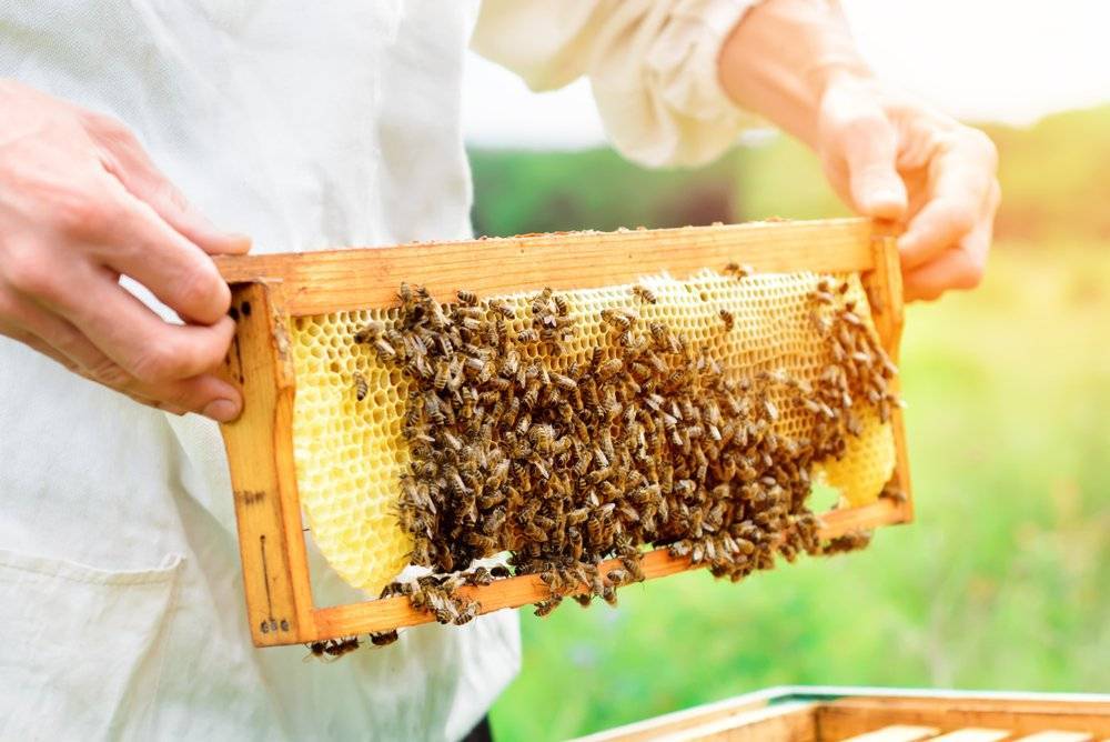 Пчеловодство в Германии: объёмы производства, потребление, цены