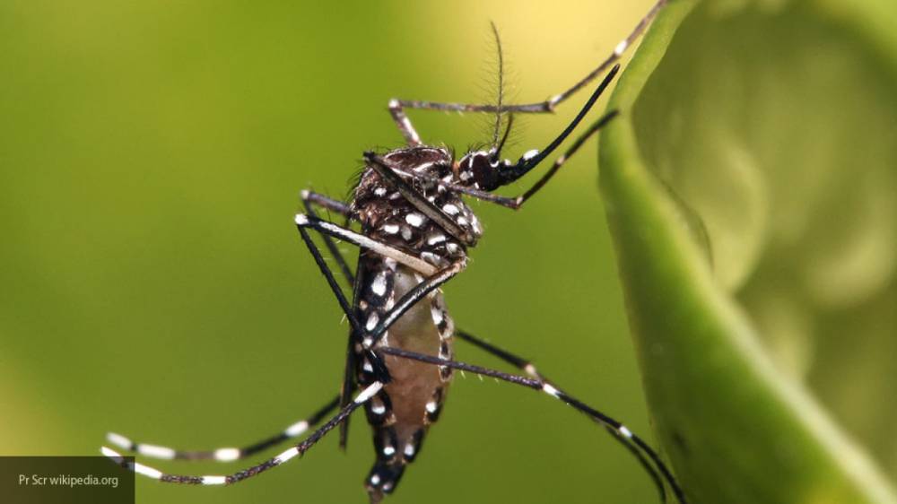 Россиянам объяснили, возможно ли подхватить COVID-19 от клещей и комаров