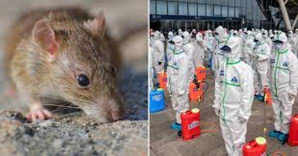 Пандемия взбесила крыс: грызуны стали агрессивнее — исследование