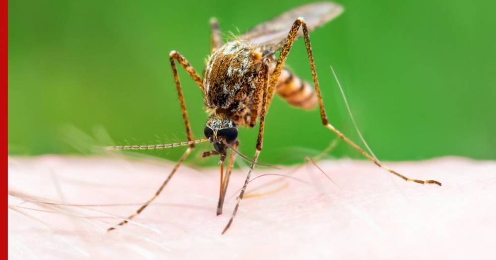В Роспотребнадзоре оценили шансы заразиться коронавирусом от насекомых