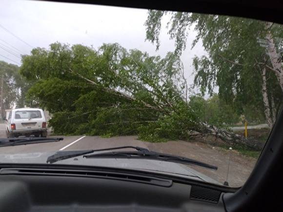 В Челябинской области ураган повалил деревья и оставил без света города