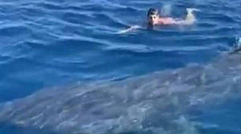 Пловец «лицом к лицу» столкнулся с исполинской акулой, скользнувшей к нему под водой (видео)