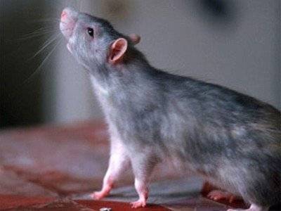 Города США атаковали оголодавшие на карантине крысы
