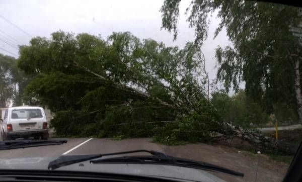Штормовое предупреждение продлено. На Южном Урале ураганный ветер повалил деревья