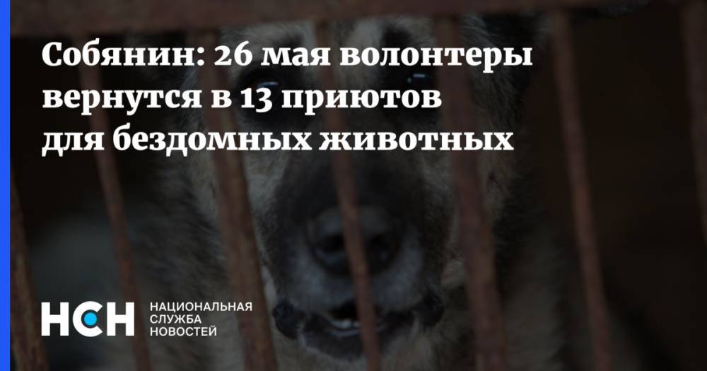 Собянин: 26 мая волонтеры вернутся в 13 приютов для бездомных животных