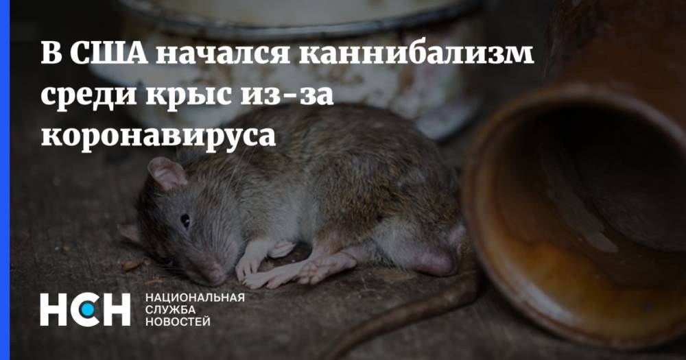 В США начался каннибализм среди крыс из-за коронавируса