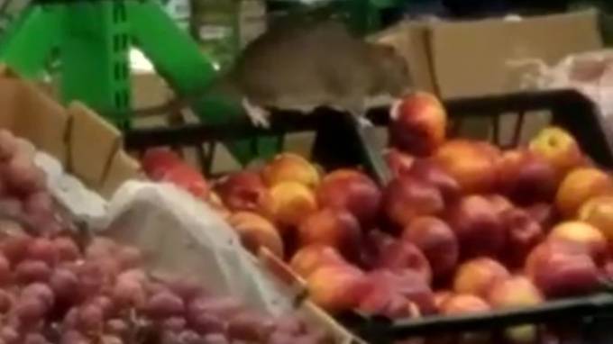 В Петербурге после видео крыс на прилавках "Пятёрочки" магазин закрыли на дезинфекцию
