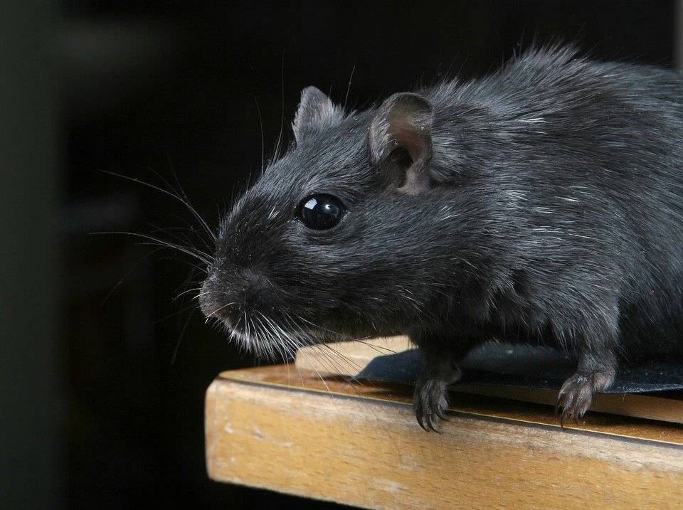 Крысы начали заниматься каннибализмом в США на фоне пандемии коронавируса
