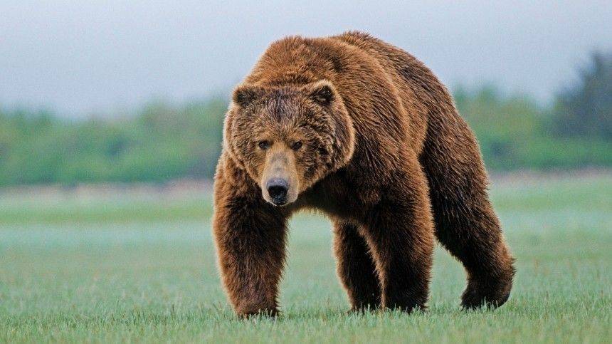 Невероятное хладнокровие проявил итальянский мальчик, встретив огромного медведя