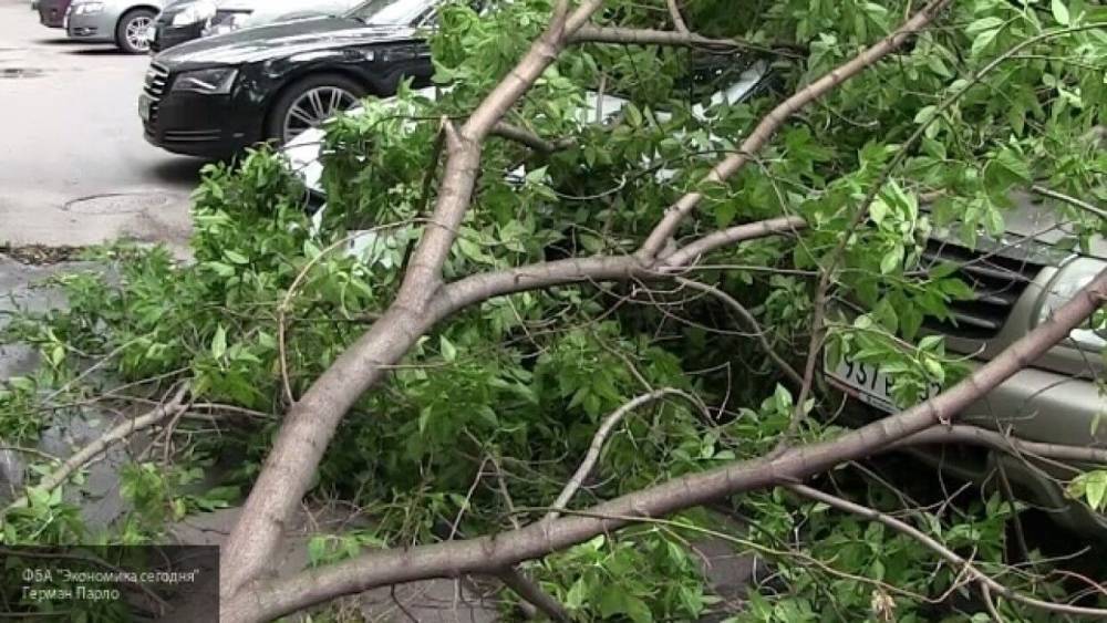 Четыре человека стали жертвами урагана в Екатеринбурге