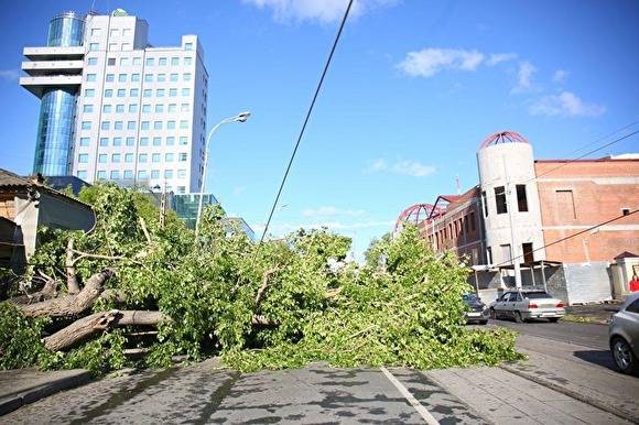 «Тополь — очень хрупкое дерево»: в мэрии Екатеринбурга прокомментировали итоги урагана