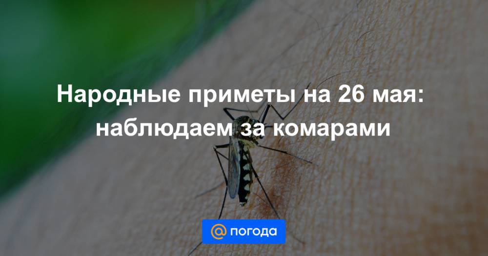 Народные приметы на 26 мая: наблюдаем за комарами