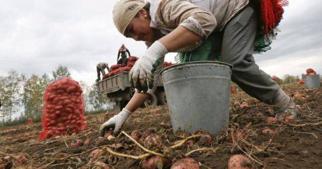 Эксперты: Для сельхозработ России потребуется привлечь трудовых мигрантов