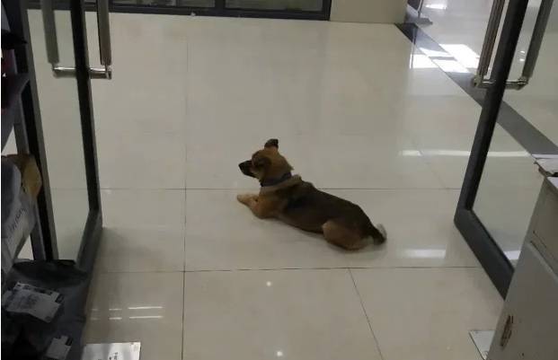 Уханьский Хатико: в Китае собака три месяца ждала умершего от COVID-19 хозяина в госпитале