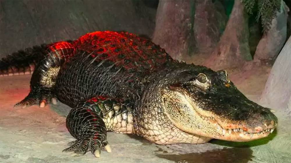 В Московском зоопарке умер "крокодил Гитлера"