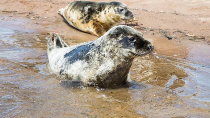 Петербургские волонтеры выпустили на волю трёх пухленьких тюленей