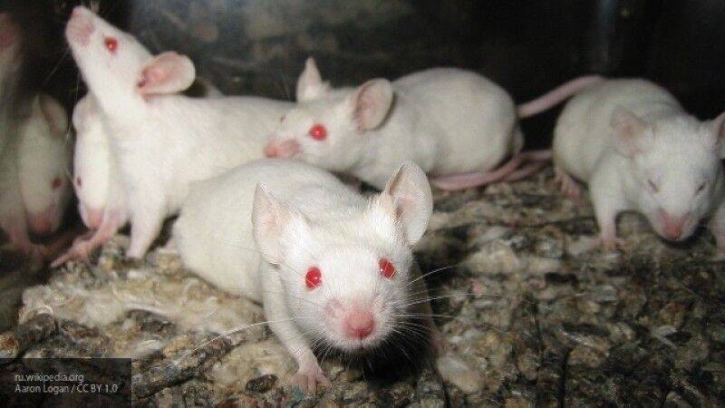 В Новосибирске создают мышей для борьбы с коронавирусом