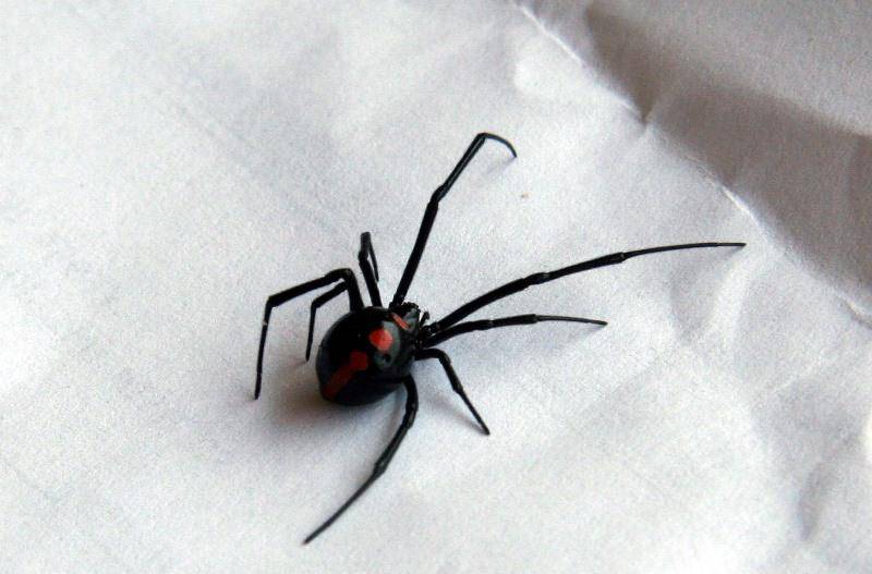 В Боливии три брата попытались стать Человеком-пауком через укус ядовитого паука