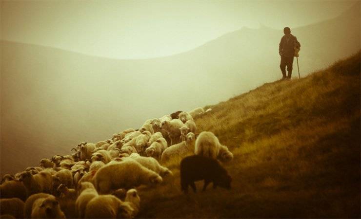 Не овцы, а пастухи. На чьих плечах на самом деле держится государство