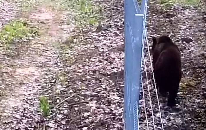 Граница на замке: медведь из Беларуси отчаянно пытался прорваться в Литву