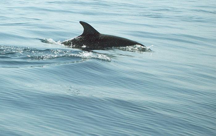 На Балтике заметили больших дельфинов: ученые просят не приближаться