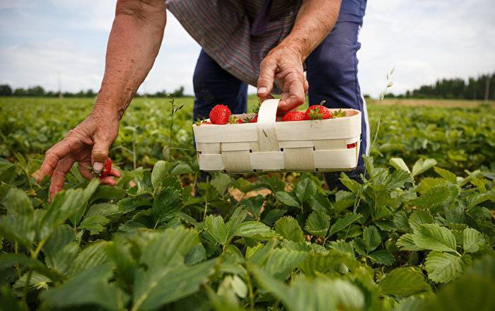 Даже в кризис латвийцы не хотят работать в поле за 900 евро: фермеры боятся за урожай