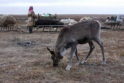 Российские ученые изучат влияние аномального тепла на мерзлоту в Арктике