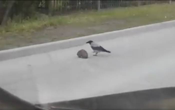 Ворона в Огре помогла ежу перейти через дорогу