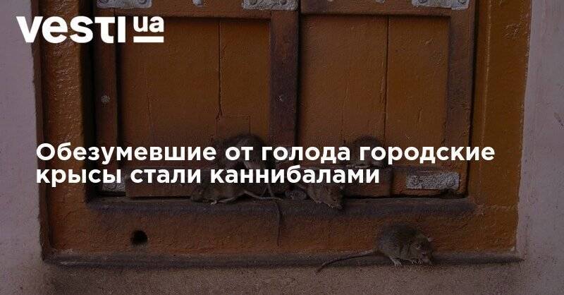 Обезумевшие от голода городские крысы стали каннибалами