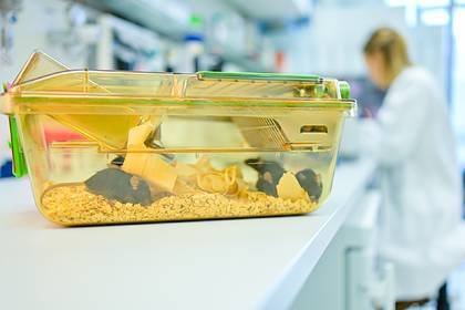 Российские ученые выведут мышей для экспериментов с коронавирусом