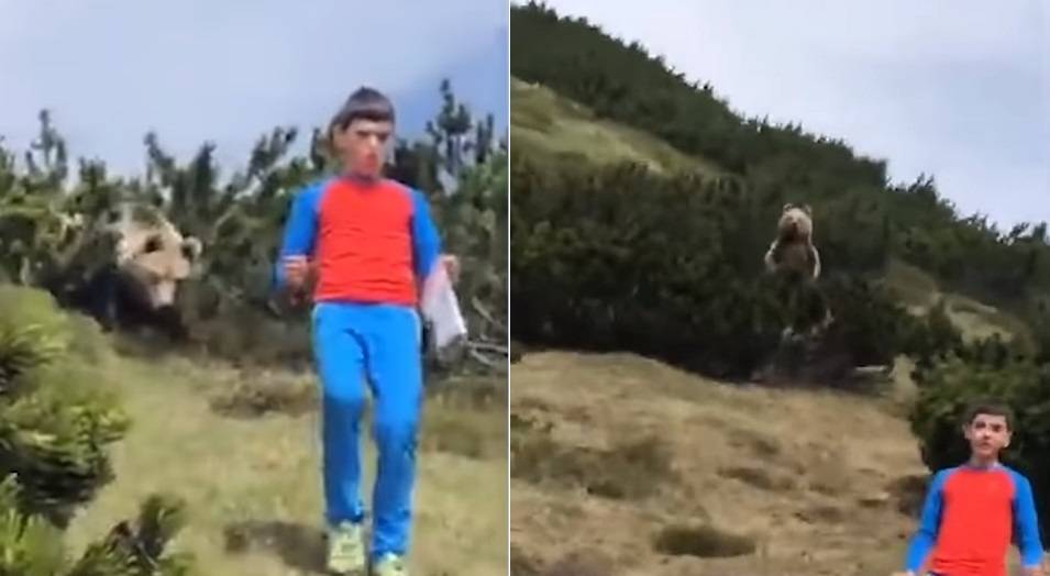 В Италии мальчик повстречал медведя в лесу и сумел уйти невредимым