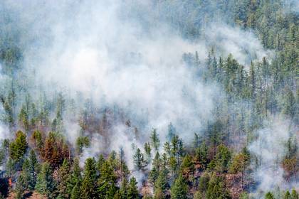 Режим чрезвычайной ситуации в лесах ввели в четырех регионах России