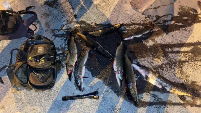 В акватории Финского залива поймали браконьера с восемью щуками