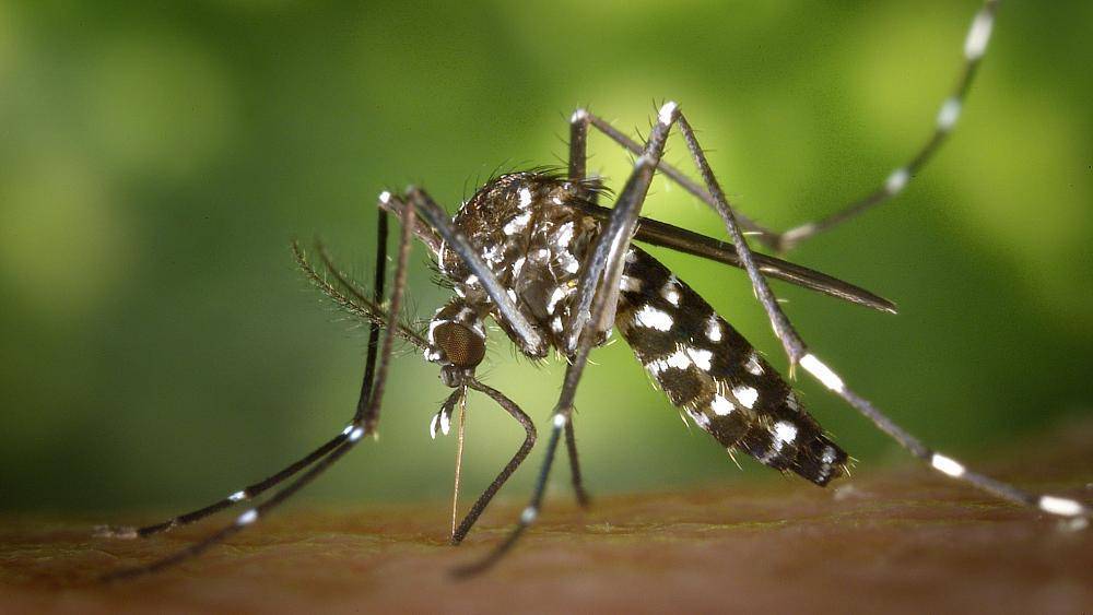 Ибицу атаковали тигровые комары - переносчики лихорадок Зика, чикунгунья и денге