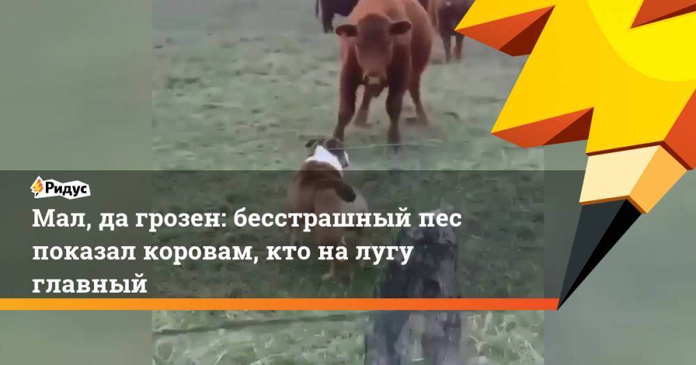 Мал, да грозен: бесстрашный пес показал коровам, кто на лугу главный