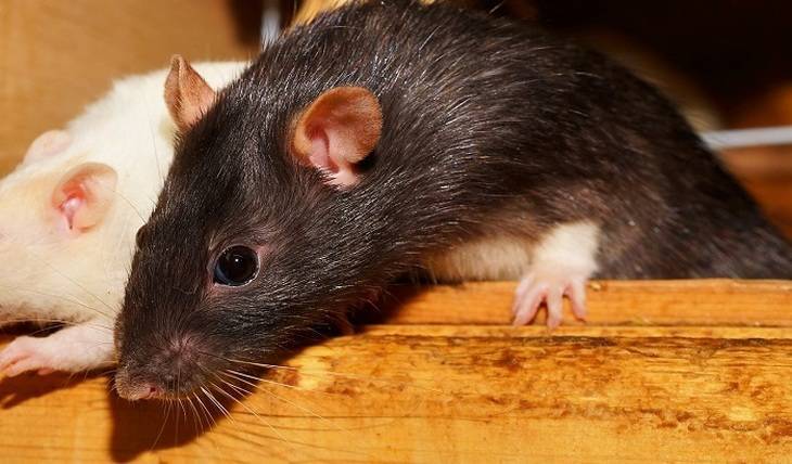 В Америке города заполняют агрессивные крысы