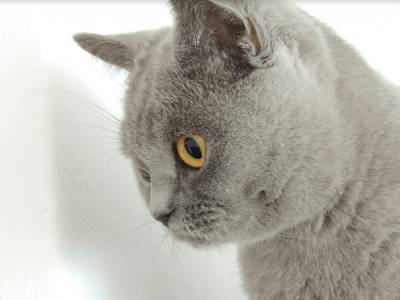 В России у кошки выявили коронавирус