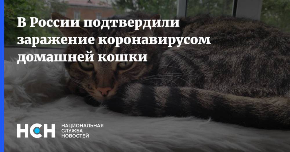 В России подтвердили заражение коронавирусом домашней кошки